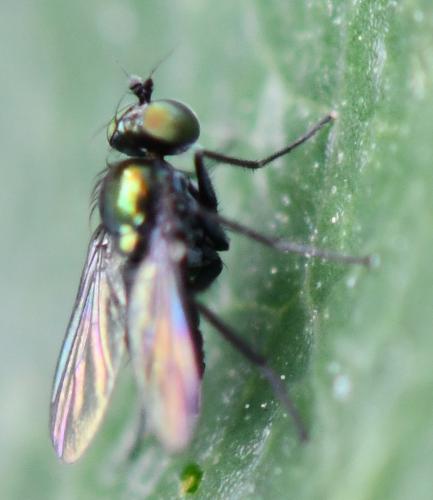 Chrysotus sp.